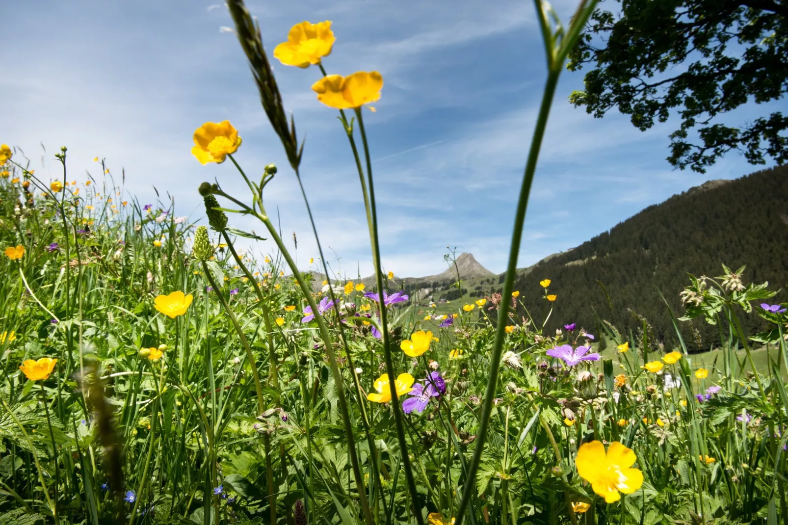 Schönblick 1-Gebieden zomer 5km