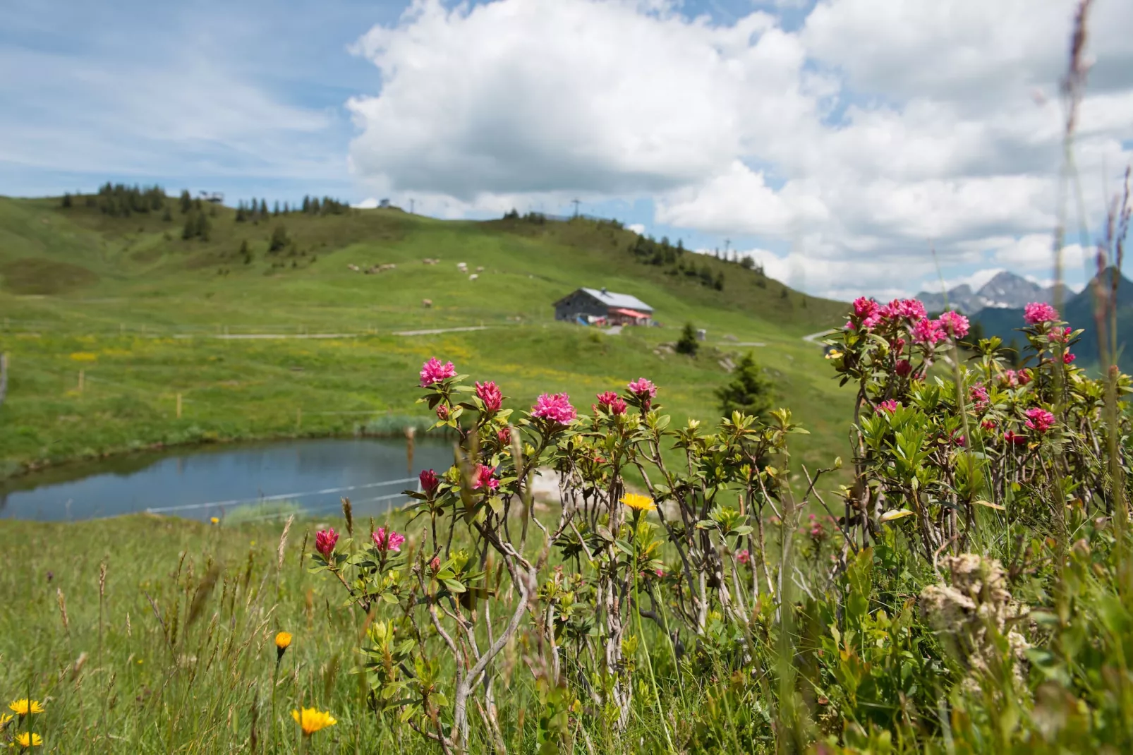 Schönblick 1-Gebieden zomer 20km