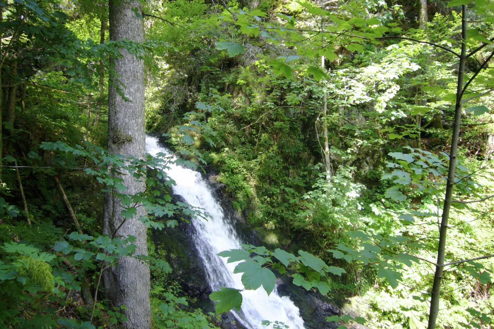 Schwarzwald-Gebieden zomer 1km