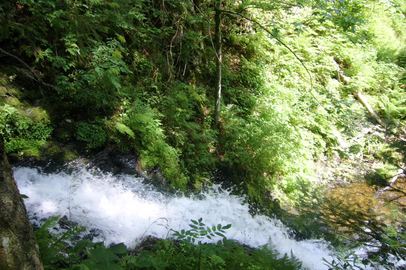 Schwarzwald-Gebieden zomer 1km