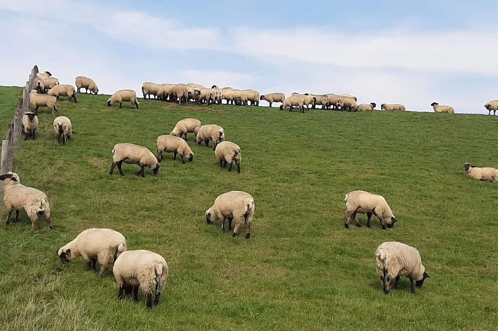 Ferienwohnung Tossens-Gebieden zomer 1km