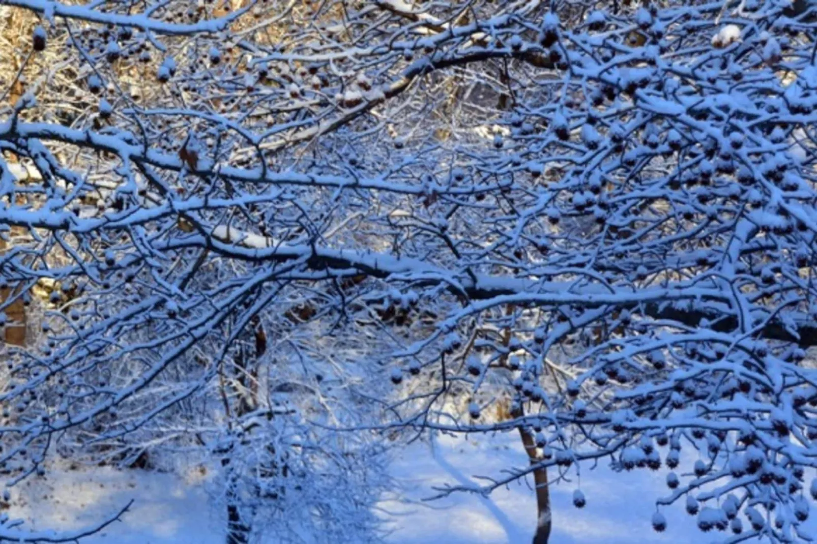 Chalet de montagne-Tuin winter