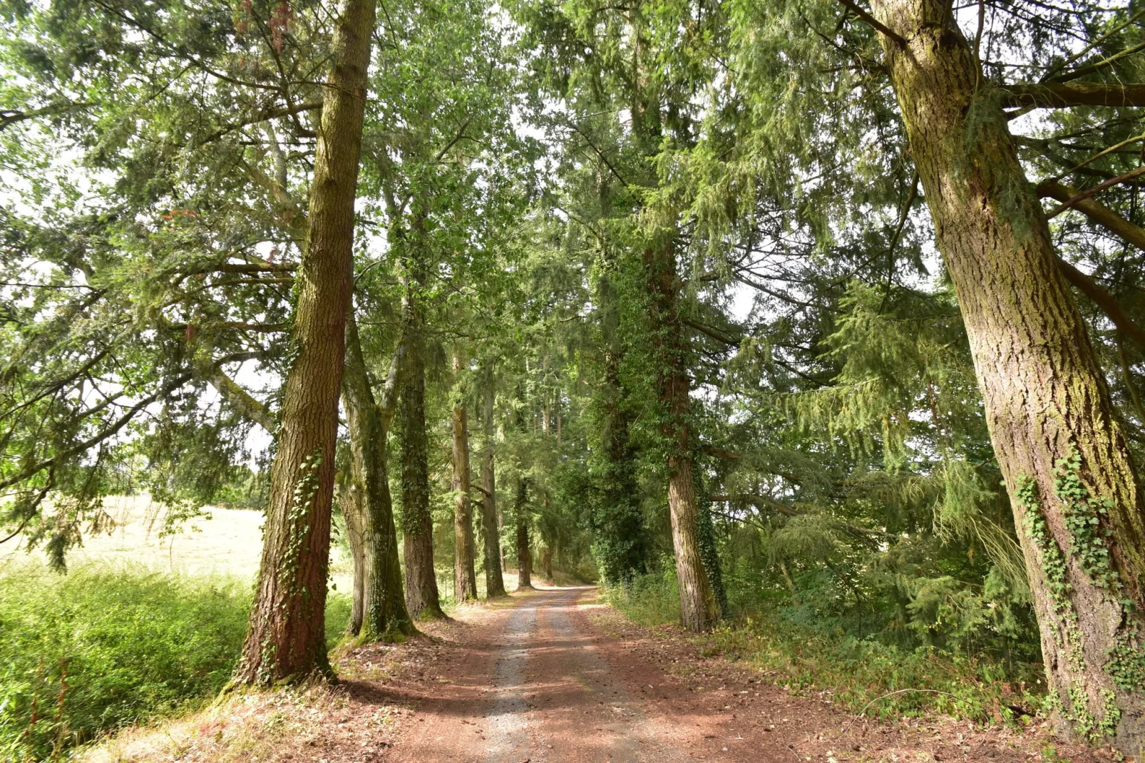 Gite 6 pers Bellevue - Le-Chardonneret-Gebieden zomer 1km