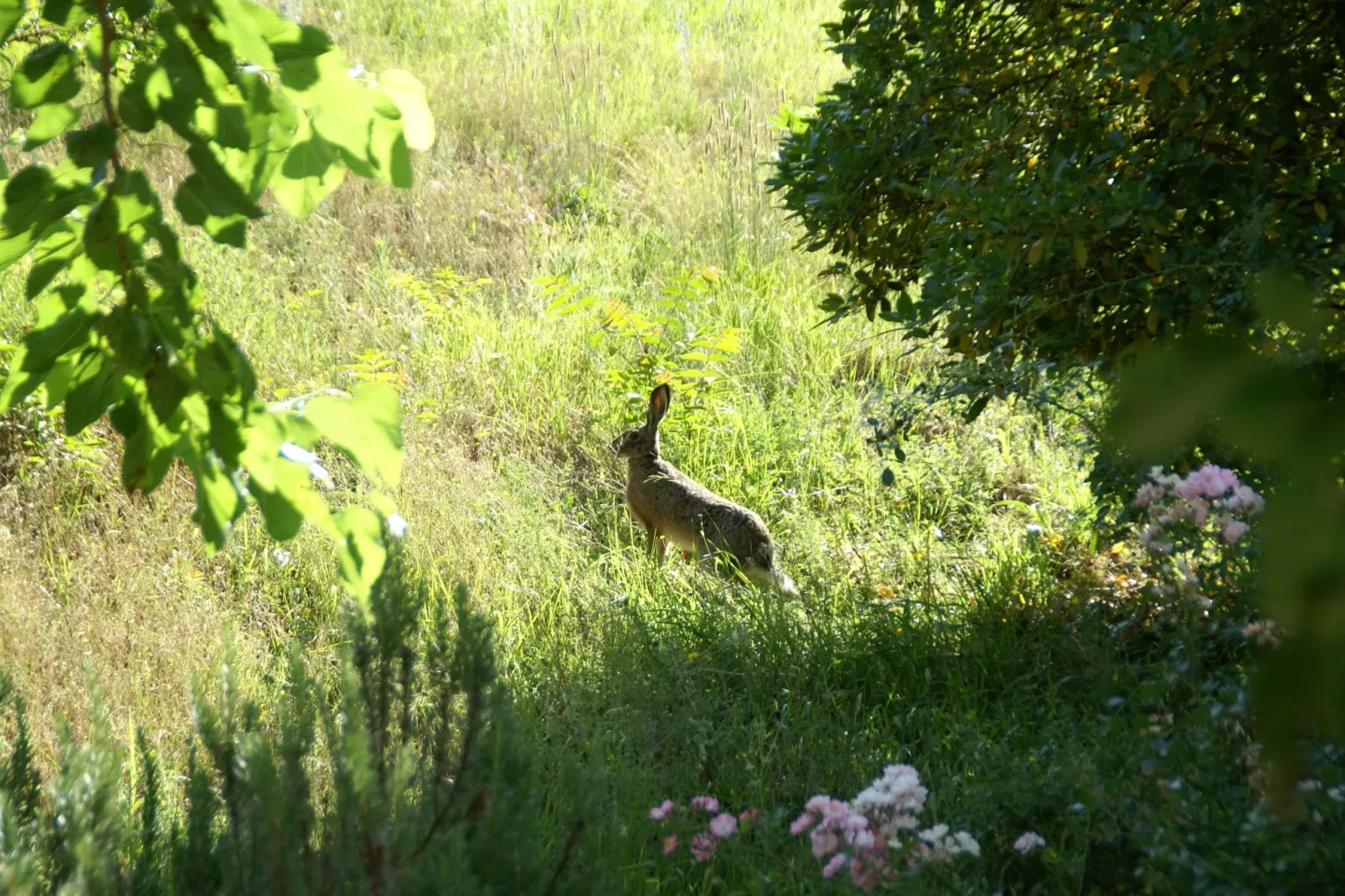 Villa Vivai-Gebieden zomer 1km