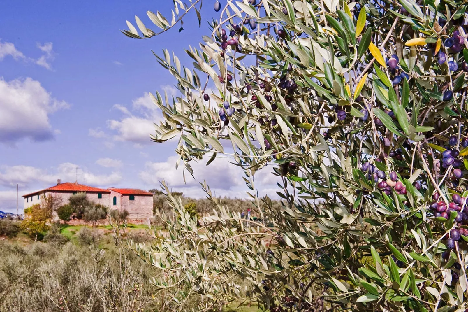 La Casa dei Cinque Olivi-Sfeer