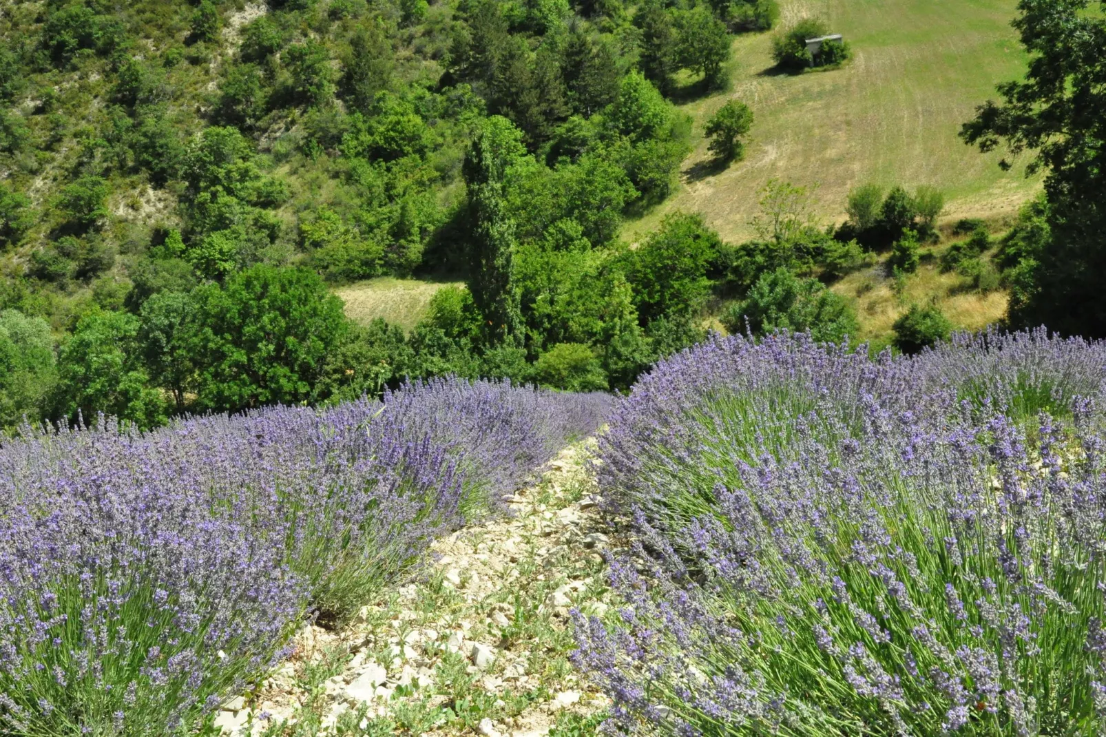 Chez l'antiquaire-Gebieden zomer 5km