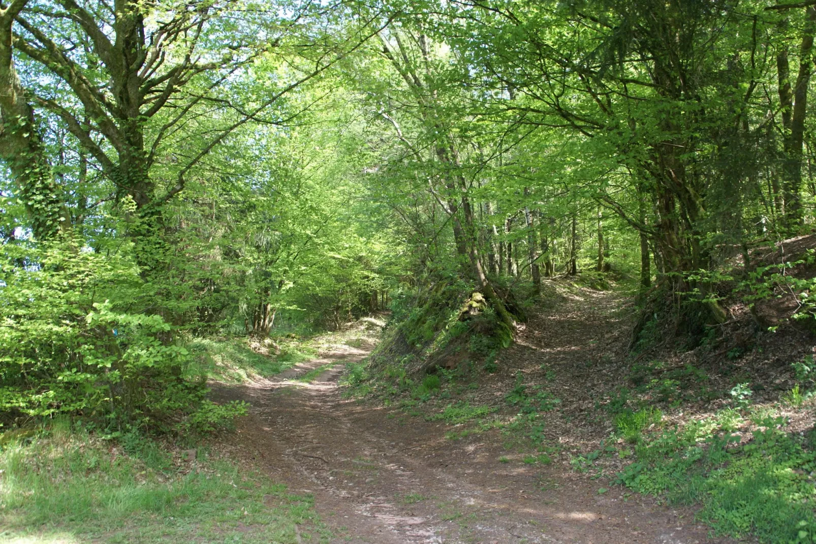 Mon Repos-Gebieden zomer 1km