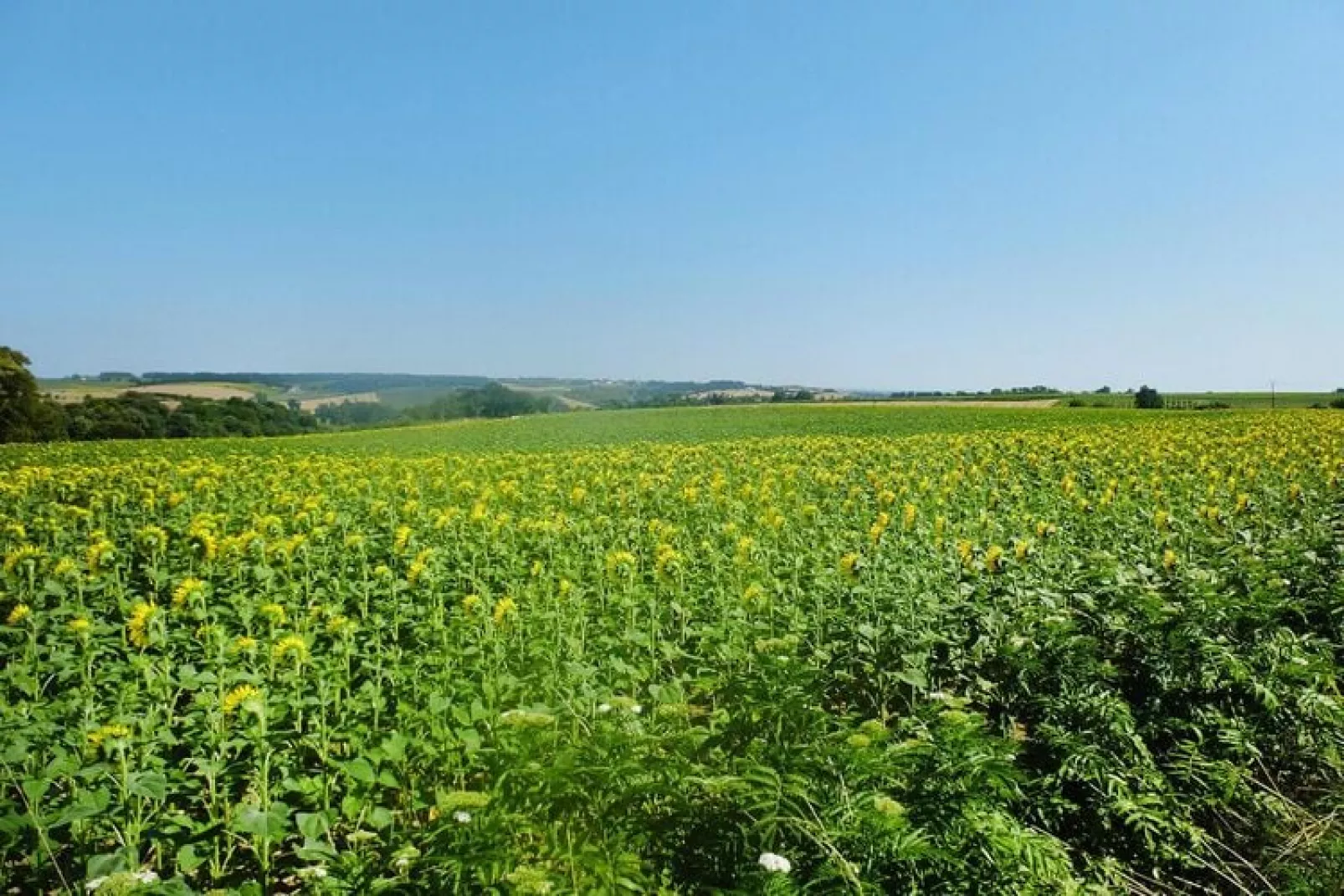 Holiday home Chenac-St-Seurin-d'Uzet