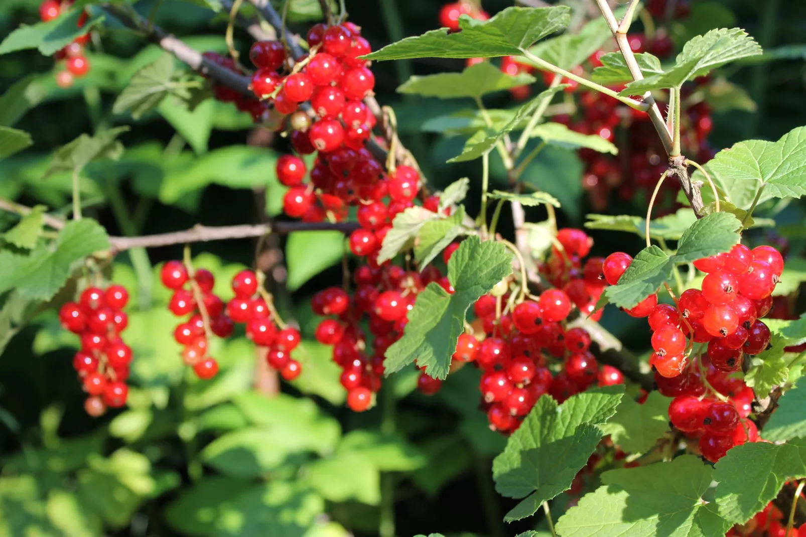 Sonniger Ausblick-Tuinen zomer