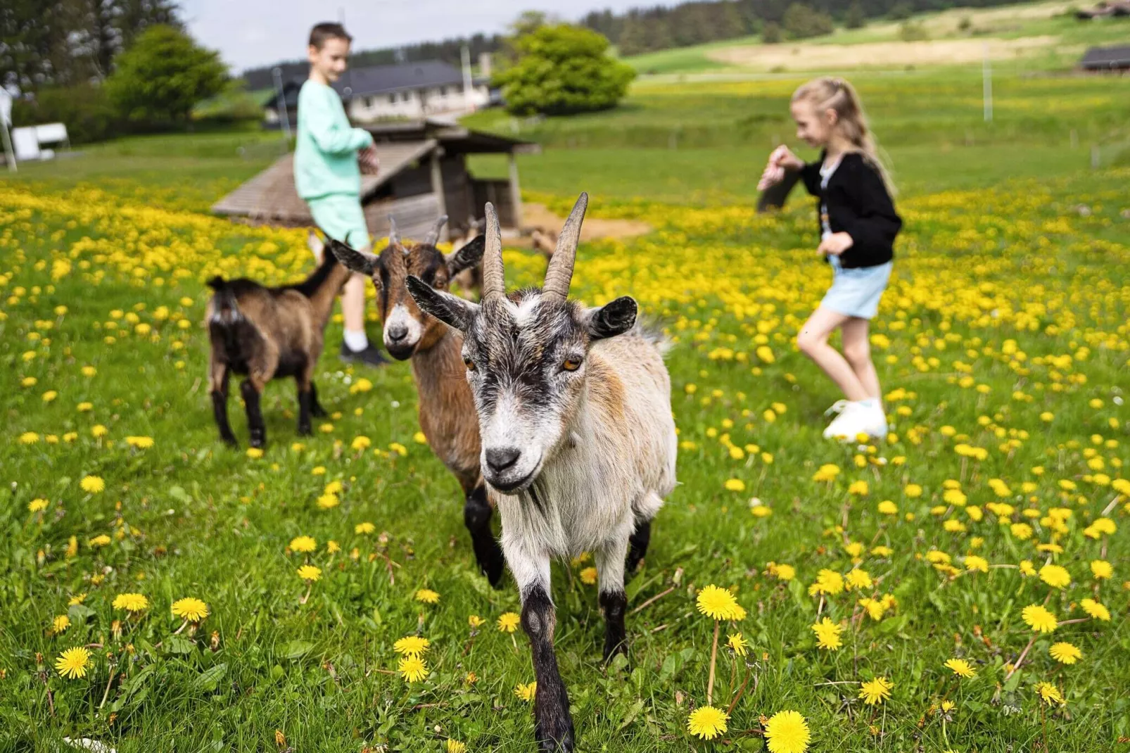 6 persoons vakantie huis op een vakantie park in Hanstholm-Niet-getagd