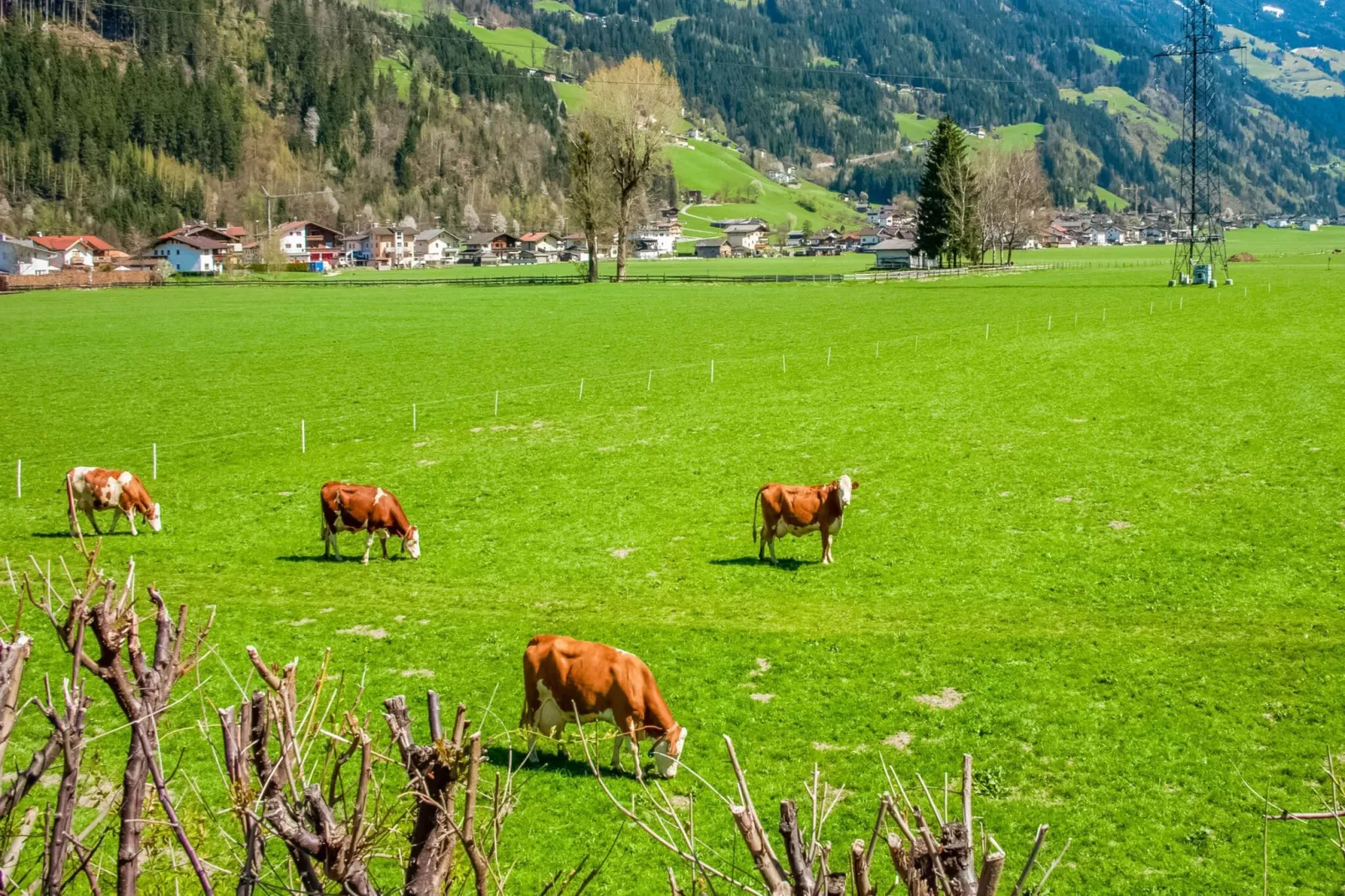 Apartment Bergblick-Gebieden zomer 1km