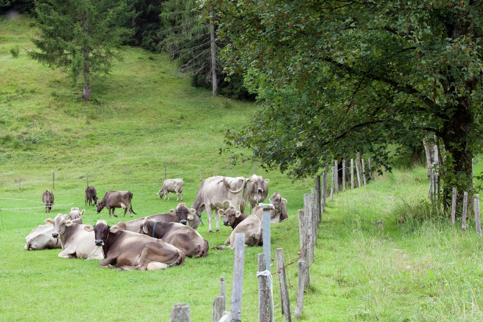 Brunnkopf-Uitzicht zomer