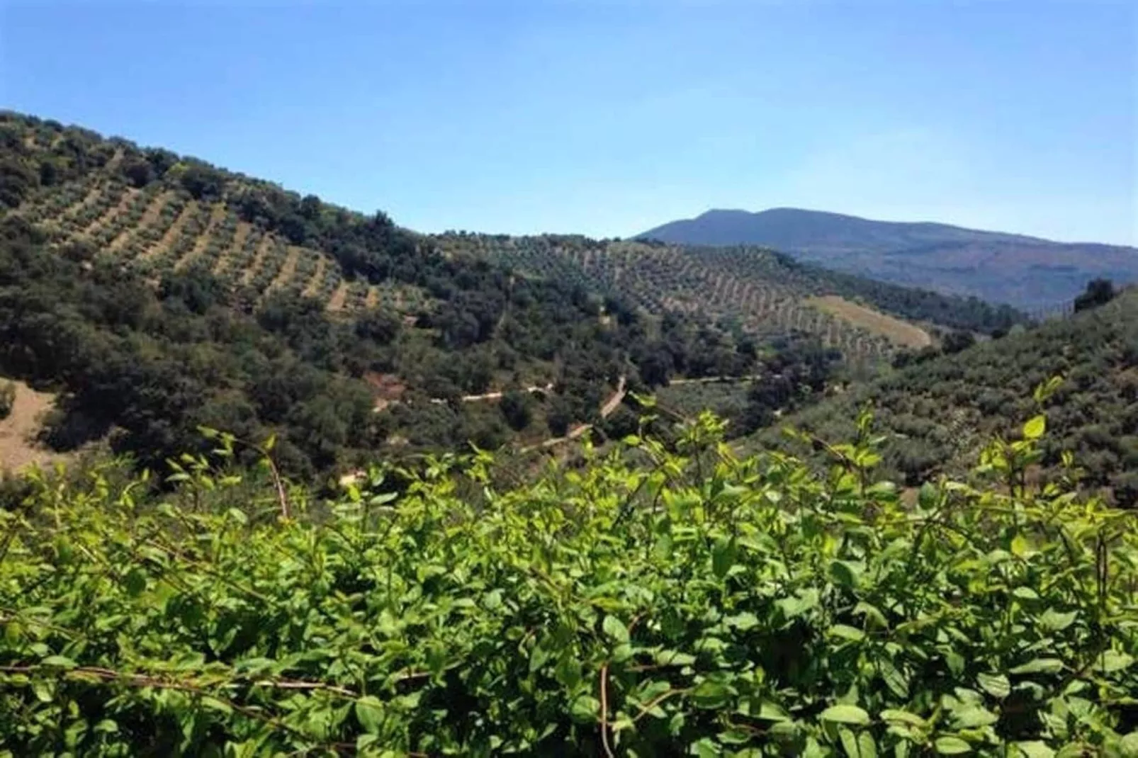 Casa El Serval-Gebieden zomer 1km