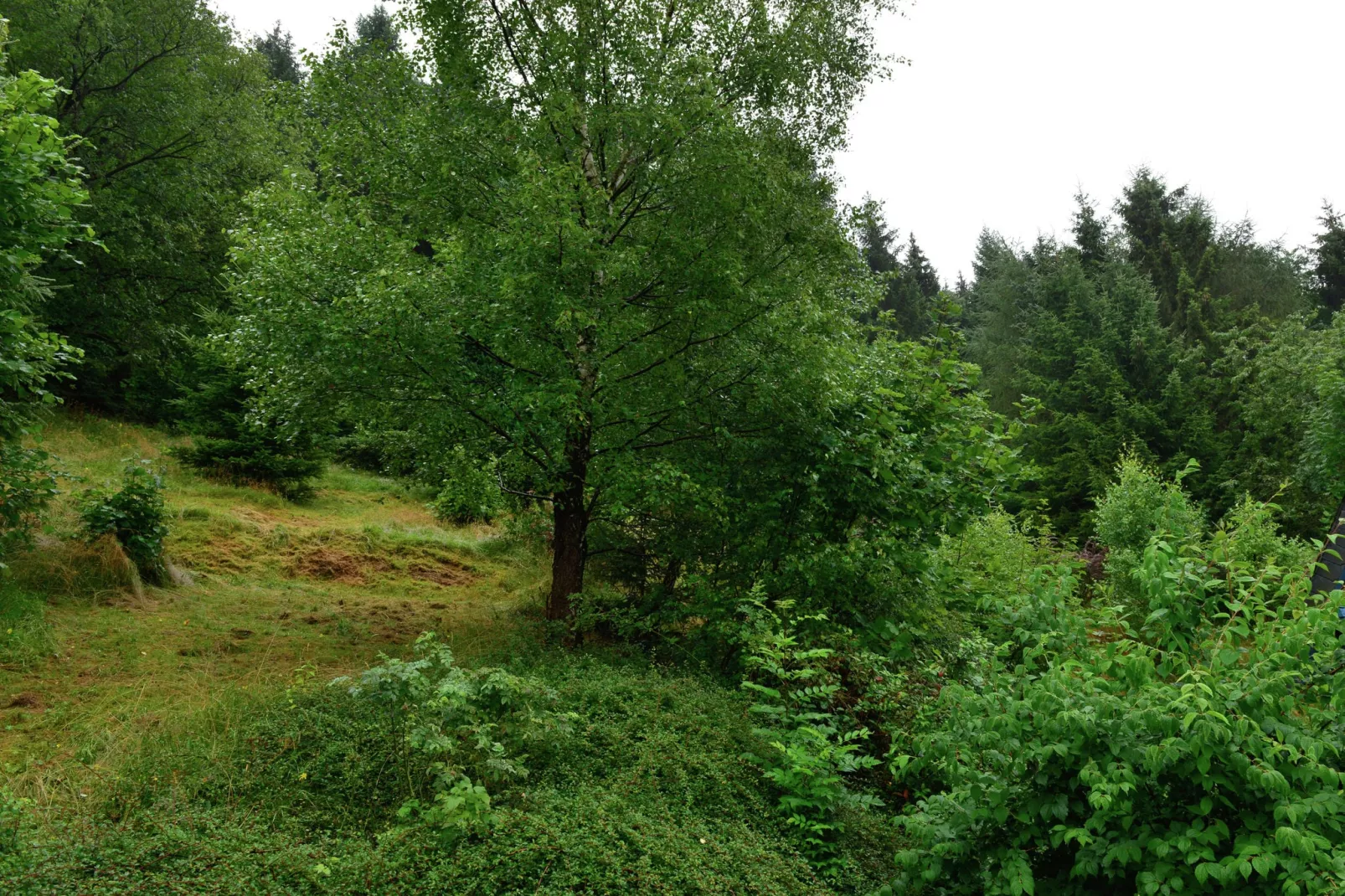 Willingen-Gebieden zomer 1km