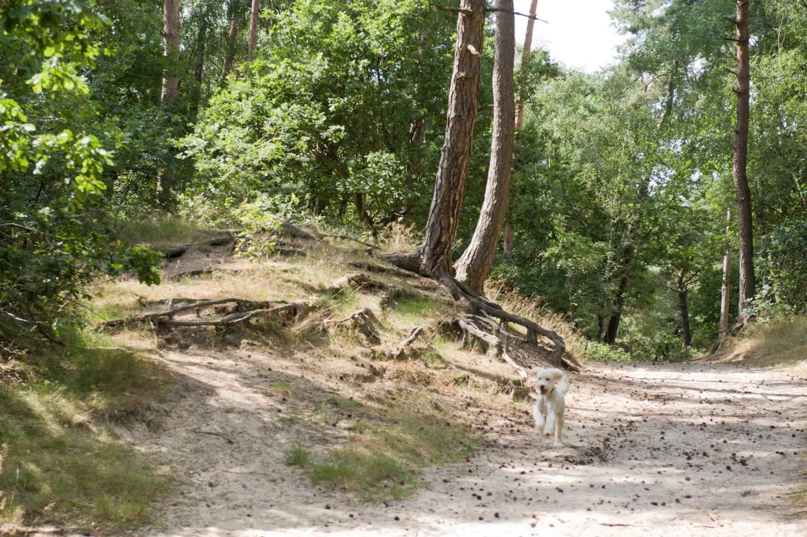 Recreatiepark Duinhoeve 10-Gebieden zomer 1km