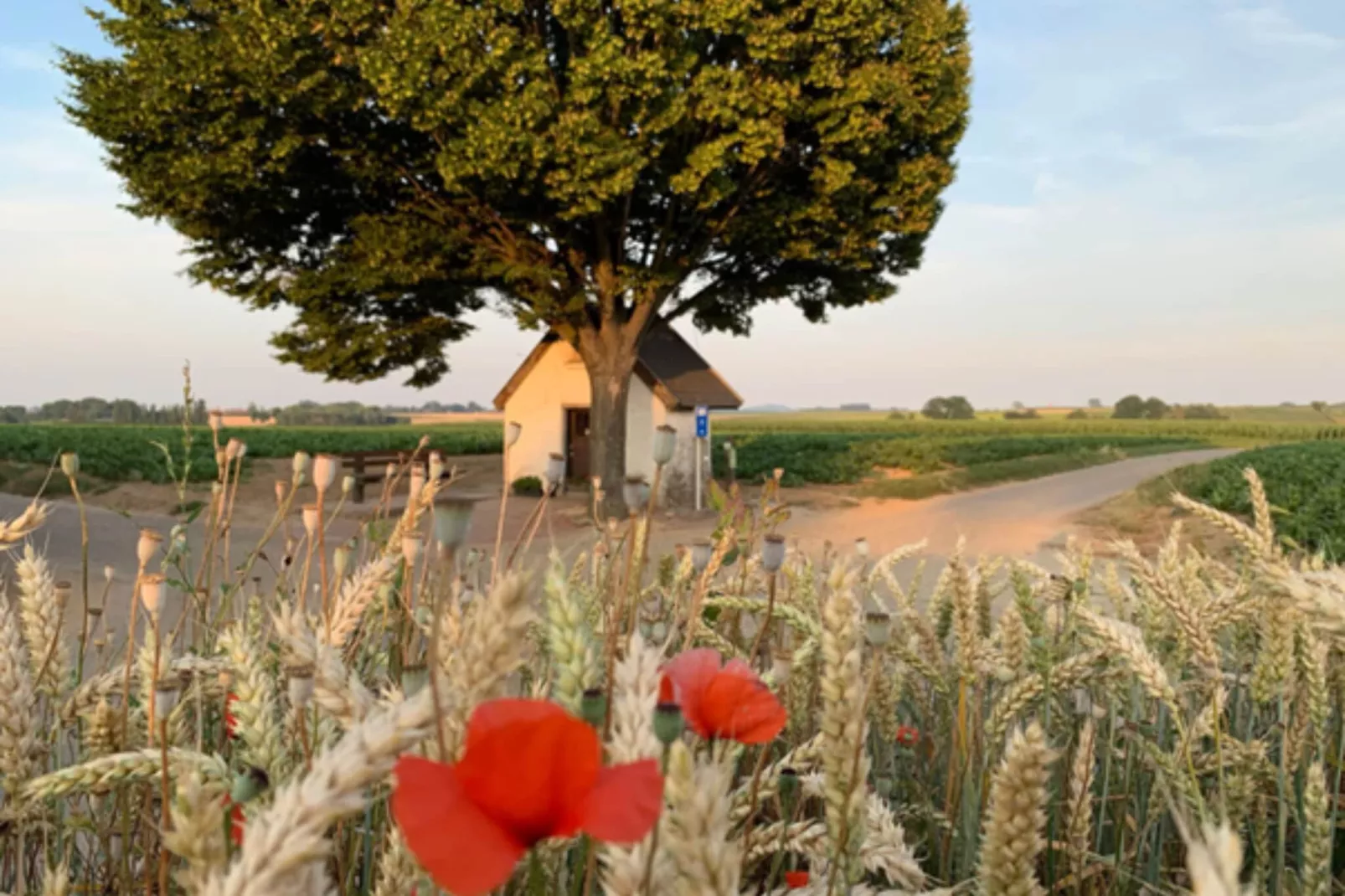 T Vlyt - wellness groepsaccommodatie-Gebieden zomer 5km