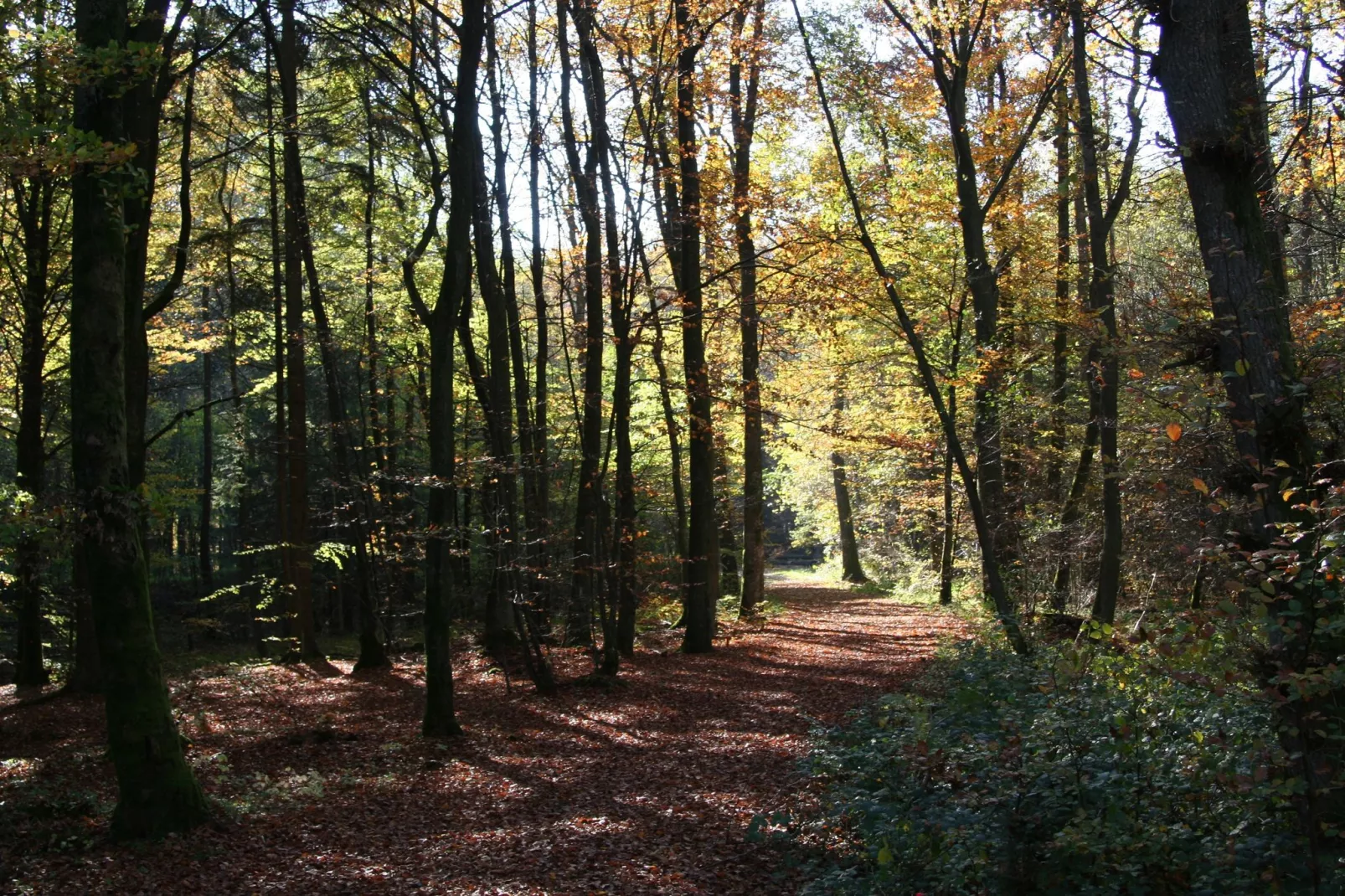 Eifelpark 9-Gebieden zomer 5km