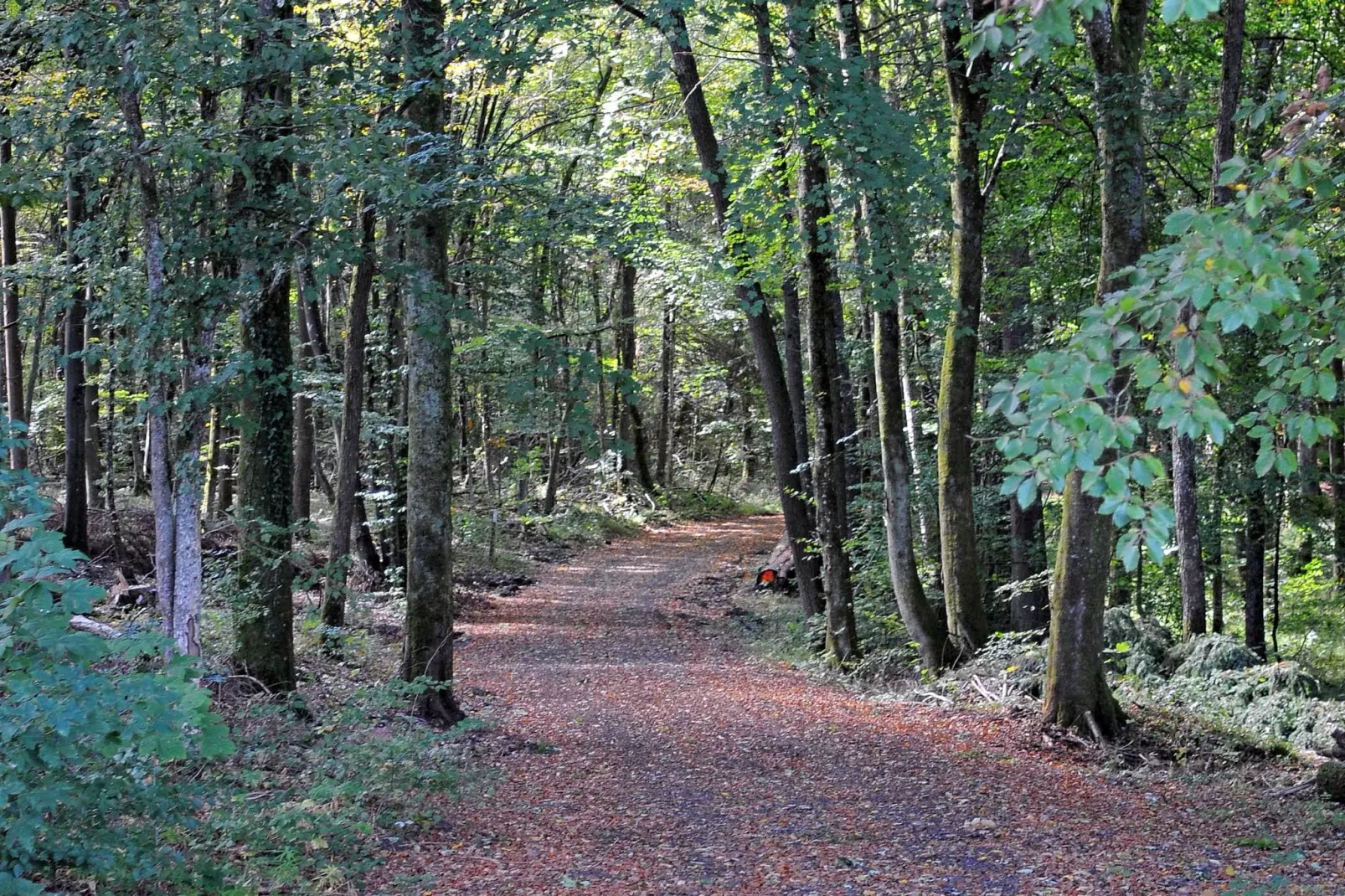 Waldferienpark Gerolstein 2-Gebieden zomer 5km