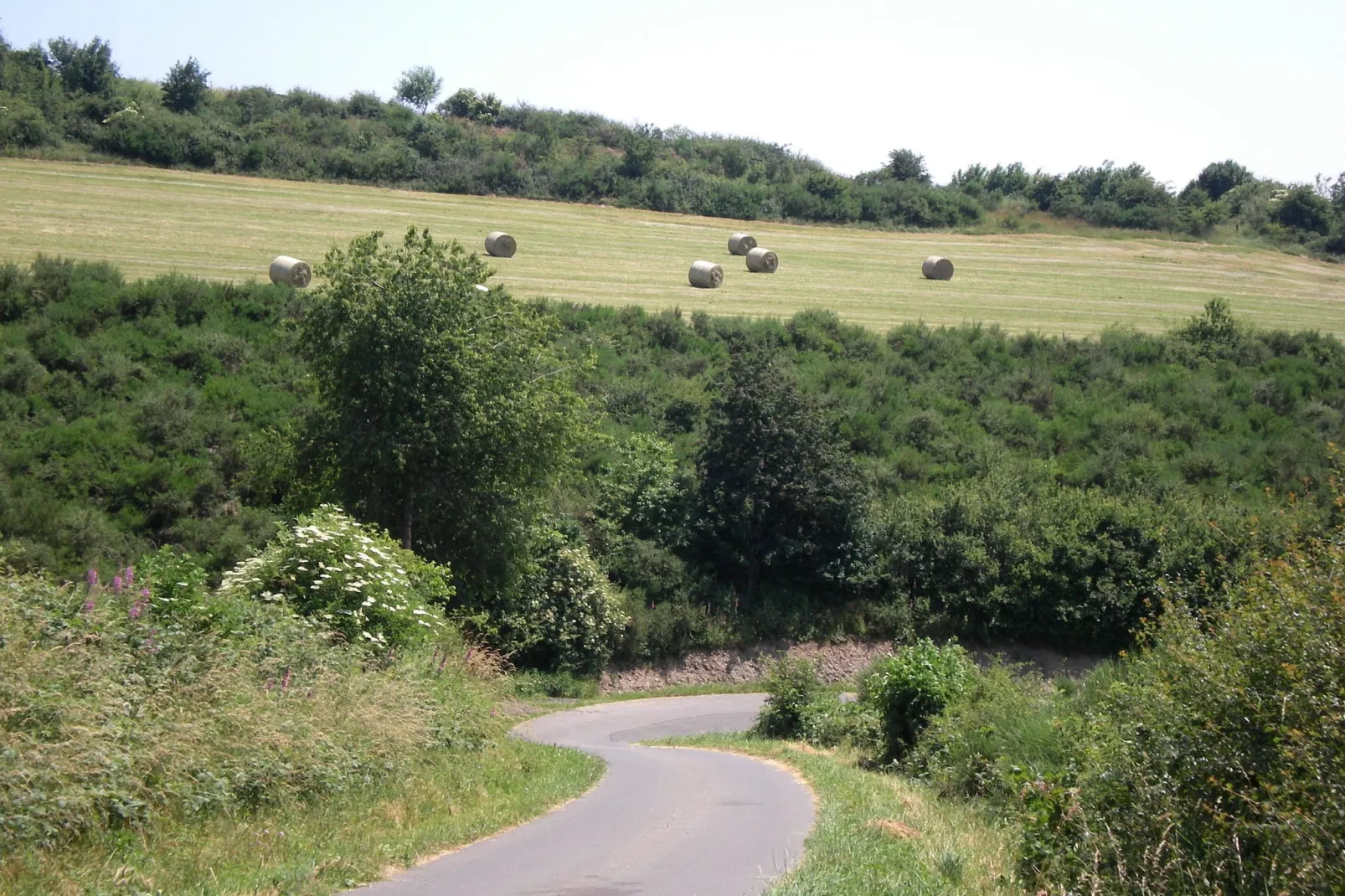 Feinen-Steils-Gebieden zomer 1km