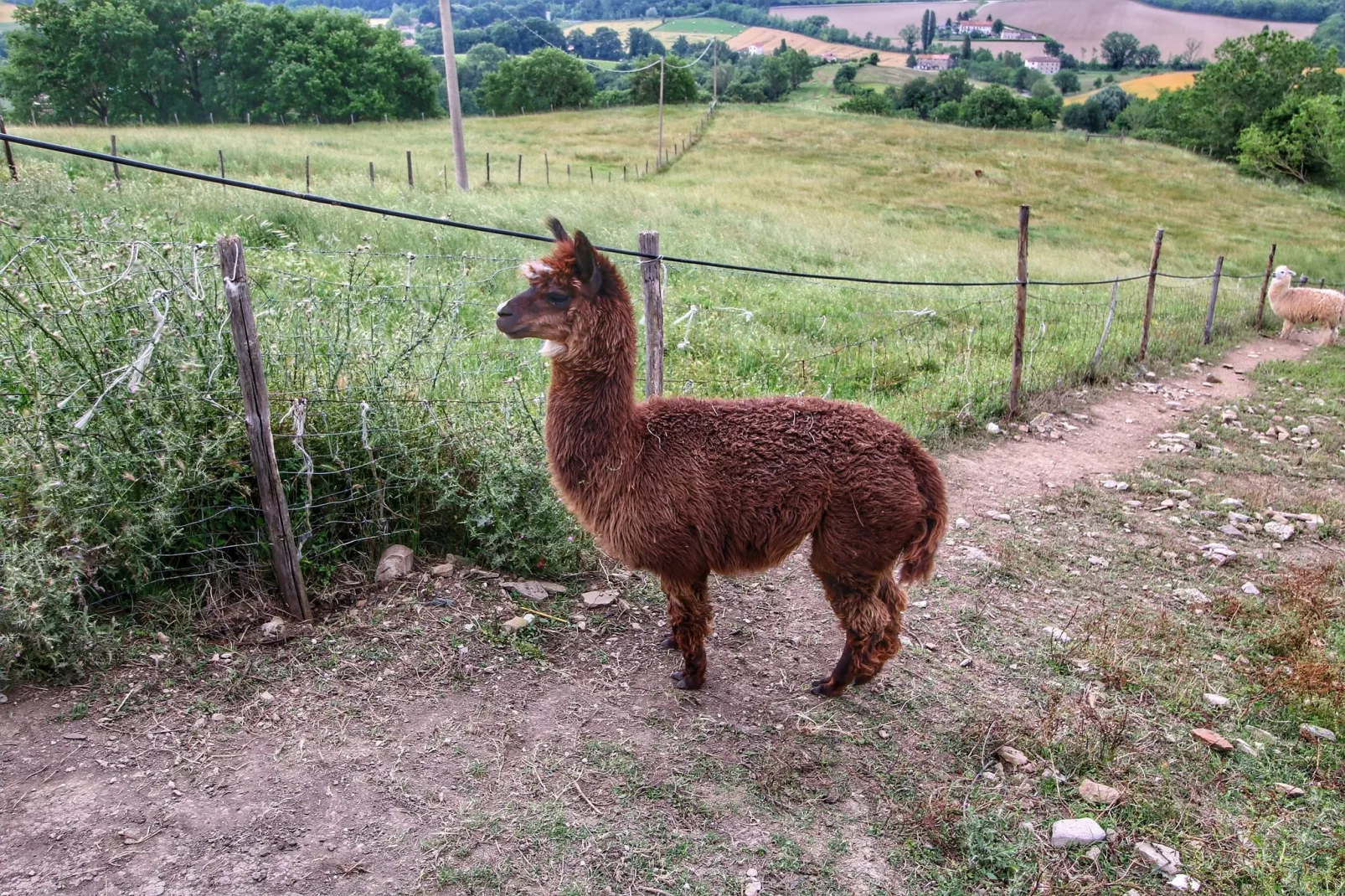 Alpaca-Gebieden zomer 1km