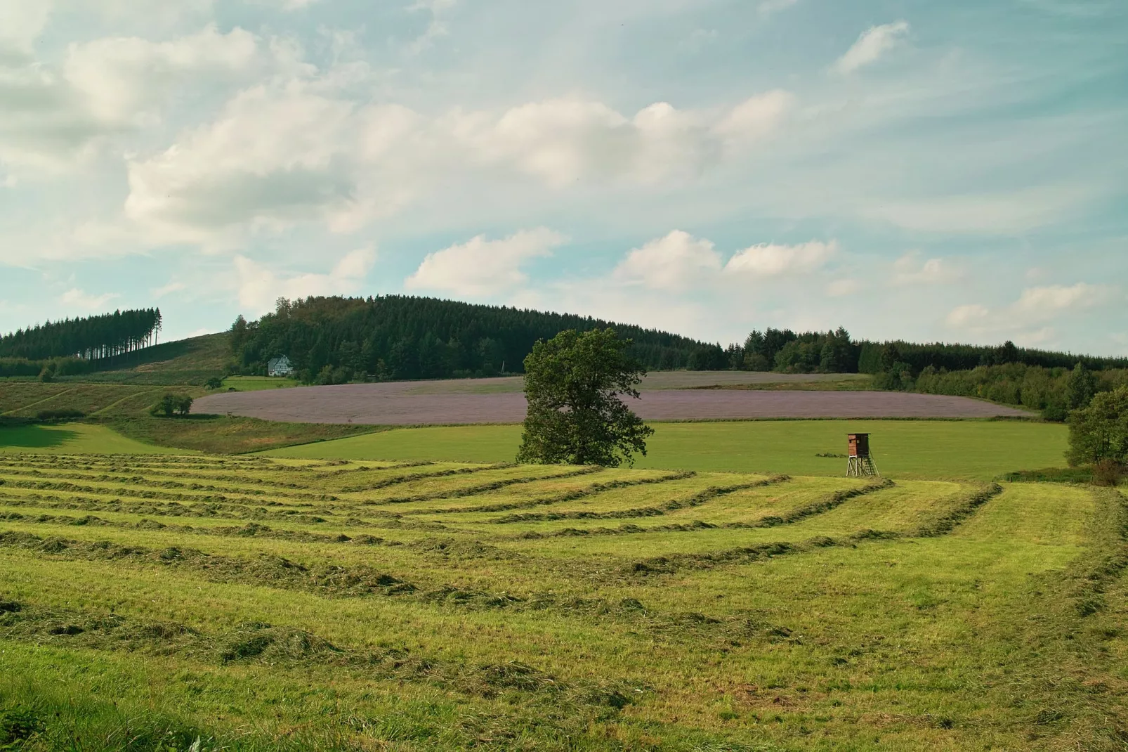 Hardebusch-Gebieden zomer 1km