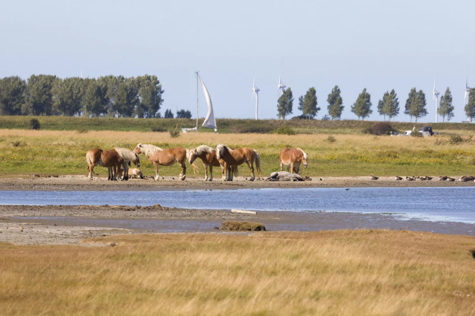 Domein Het Camperveer Veerse Meer 8-Gebieden zomer 5km