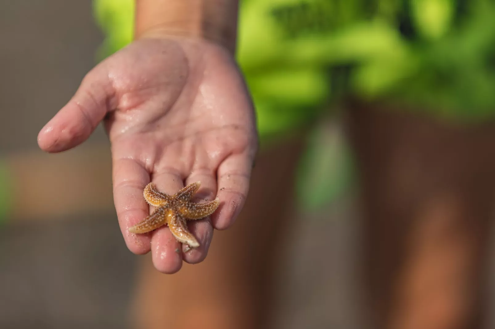 Noordzee Résidence De Banjaard 20-Gebieden zomer 1km