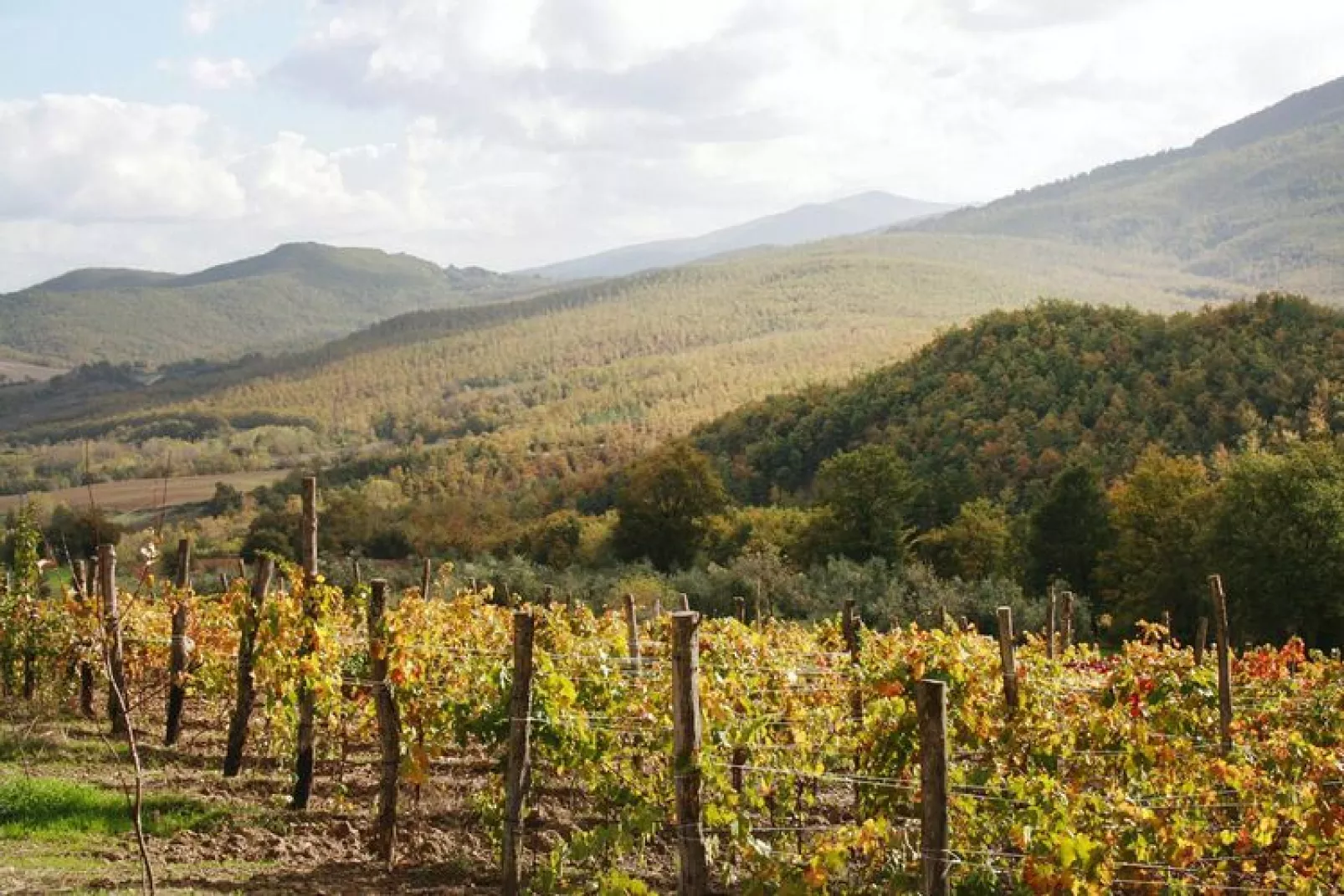 Agritourismo La Chiusa Chiusdino-Vigna Vecchia-Uitzicht zomer