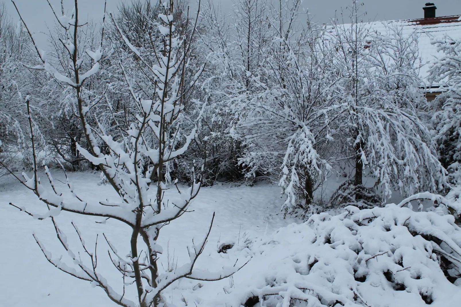 Am Haflingergestüt-Tuin winter