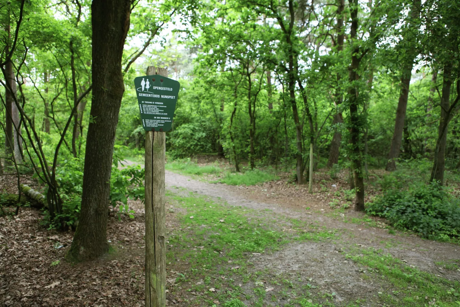 De grove den-Gebieden zomer 1km