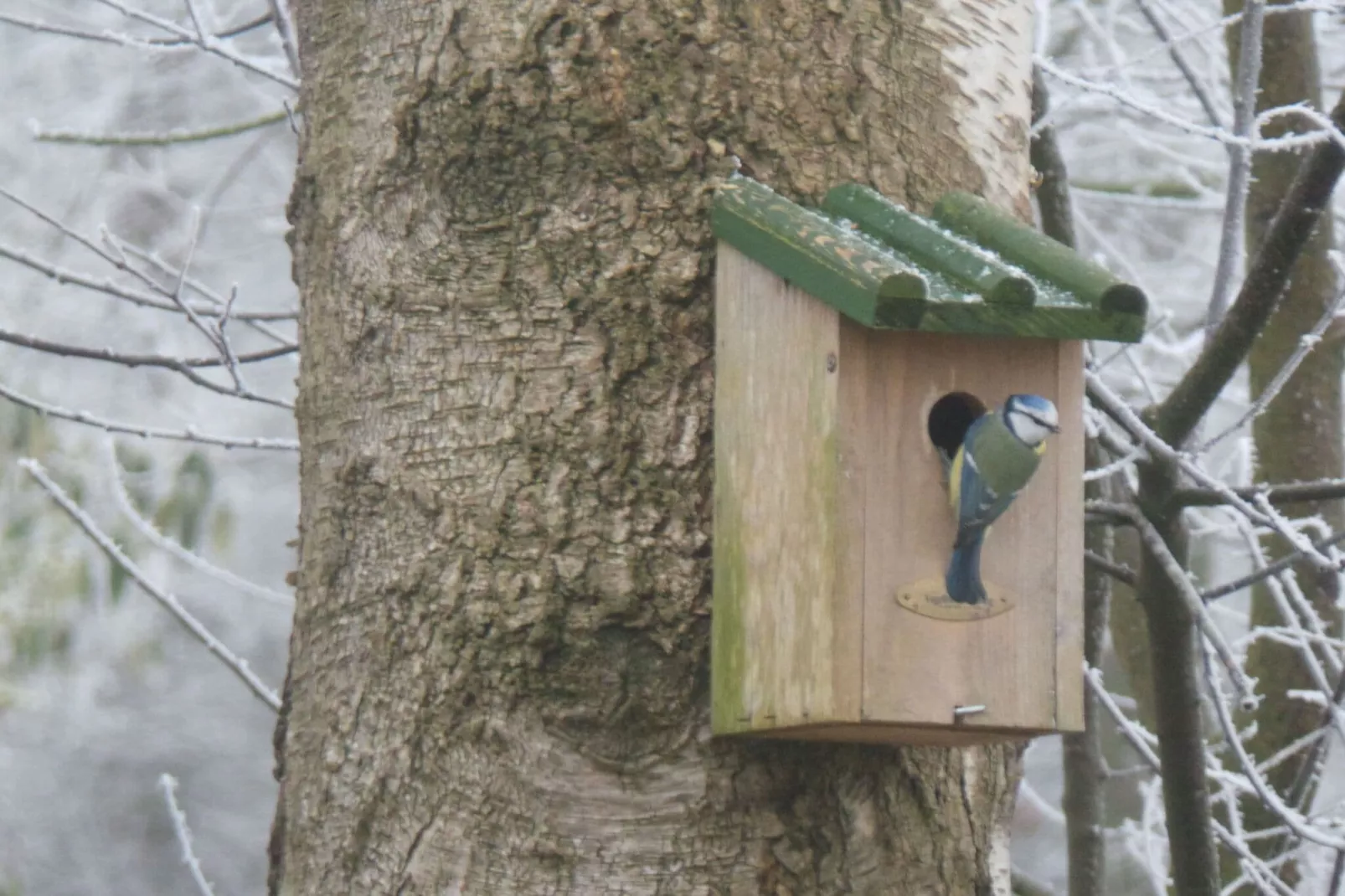 Buitenplaats Berg en Bos nummer 15-Tuin winter