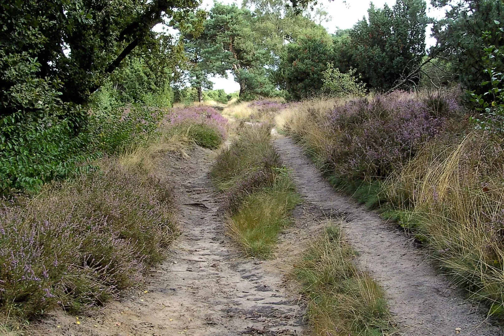 Buitenplaats Berg en Bos nummer 15-Gebieden zomer 1km