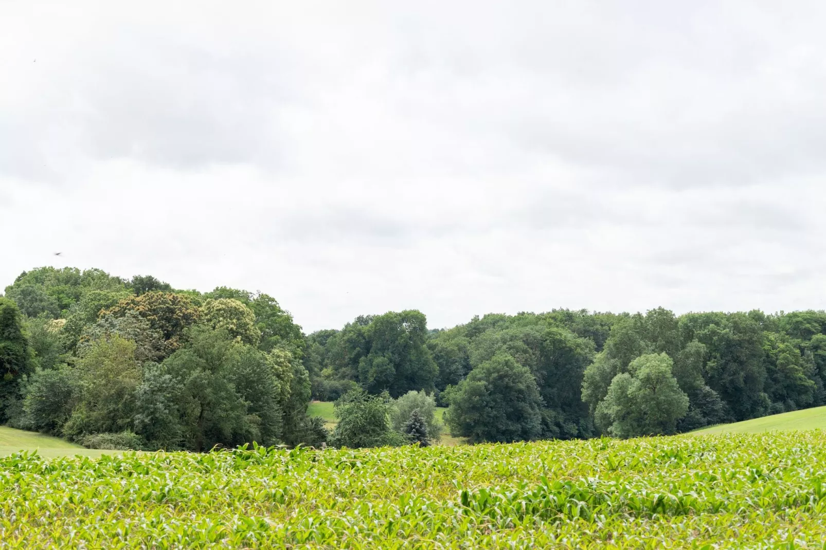 Hoeve de Drogenberg-Gebieden zomer 1km