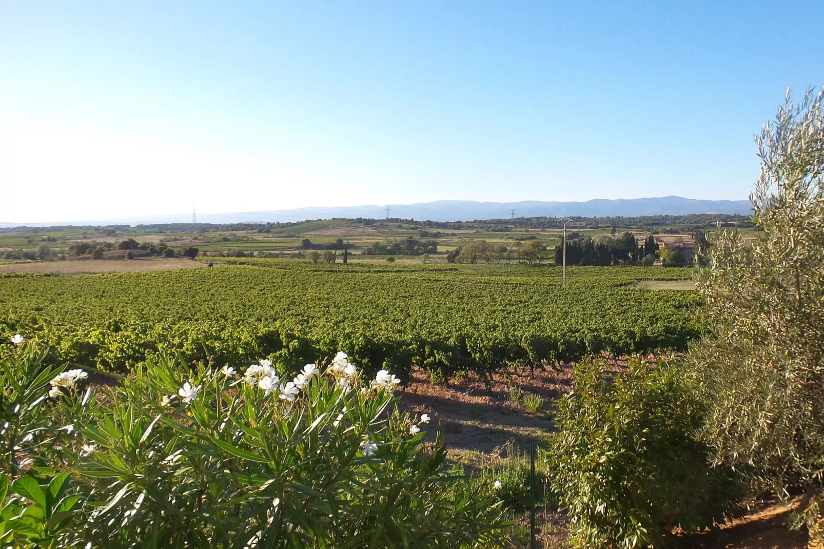 Villa Le Carignan-Uitzicht zomer