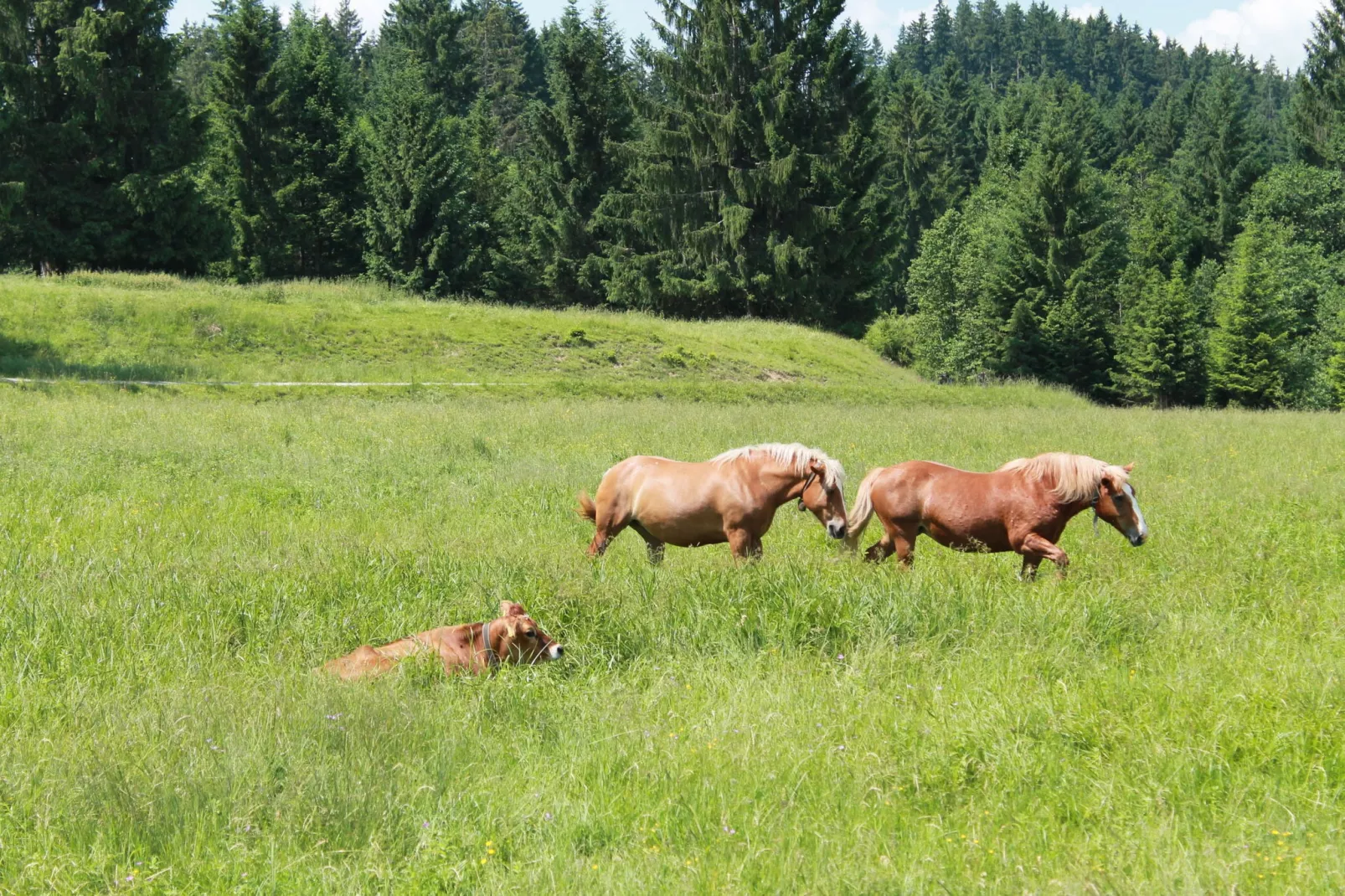 Trauchgau-Gebieden zomer 1km