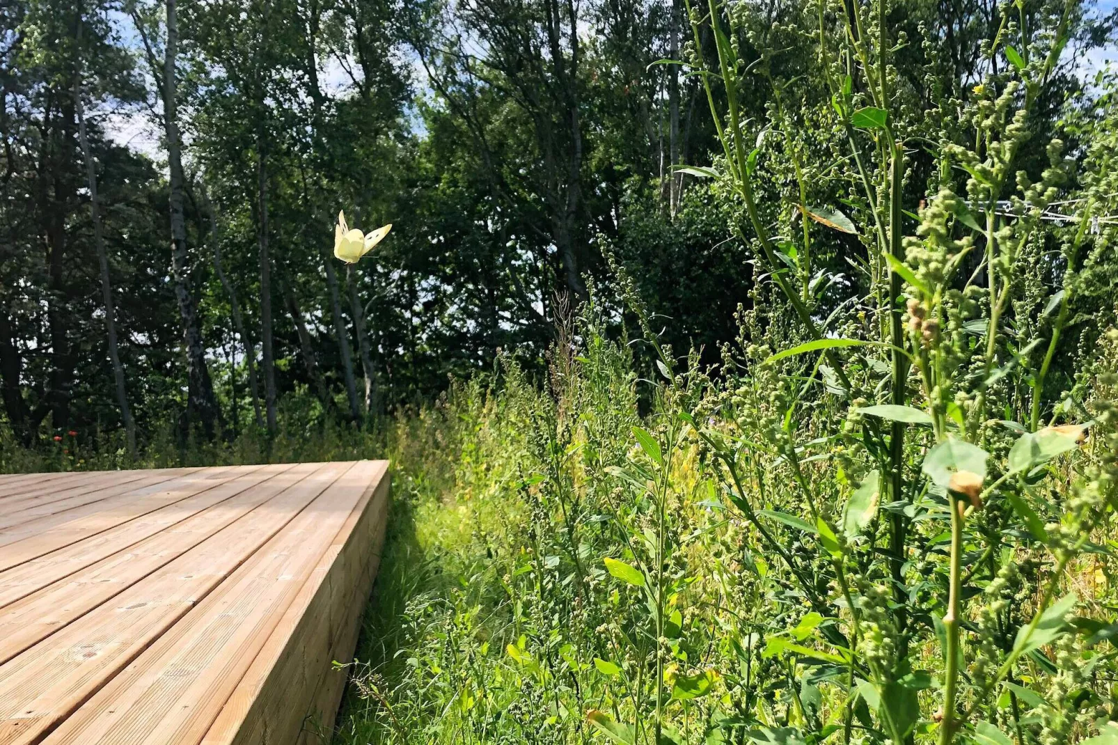 9 persoons vakantie huis in Læsø-Buitenlucht