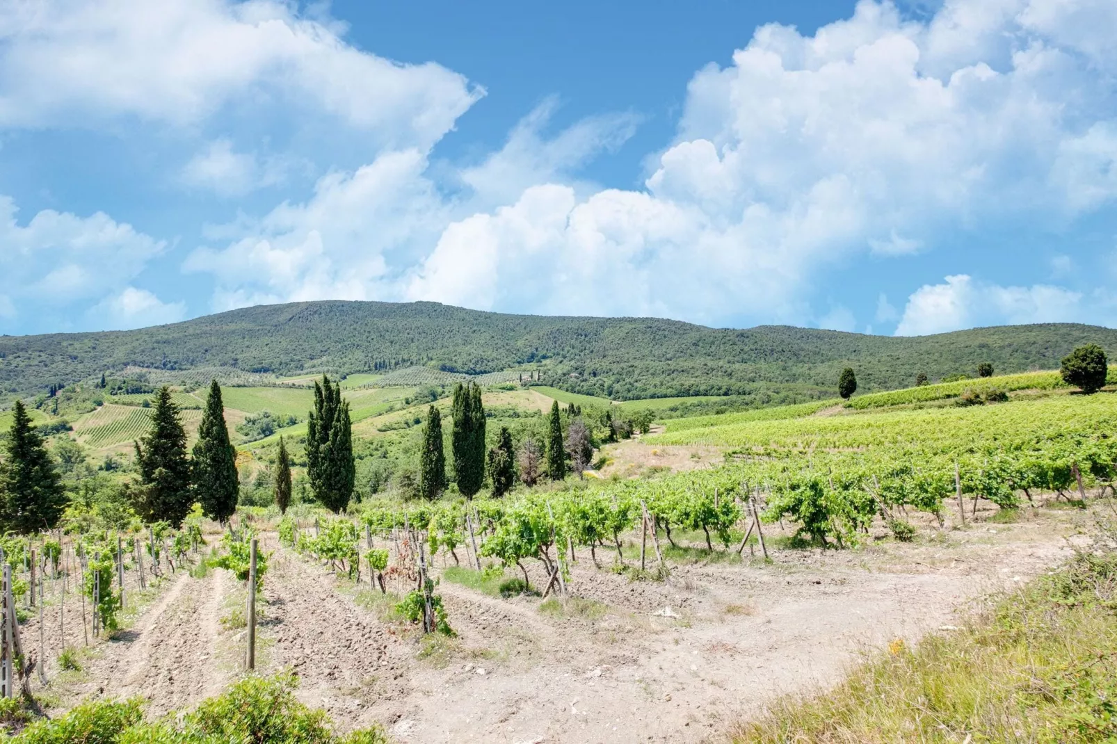 San Francesco Vermentino-Gebieden zomer 1km