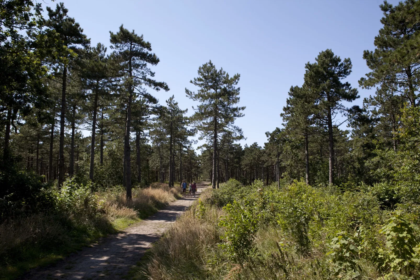 Bosch en Zee 1-Gebieden zomer 1km