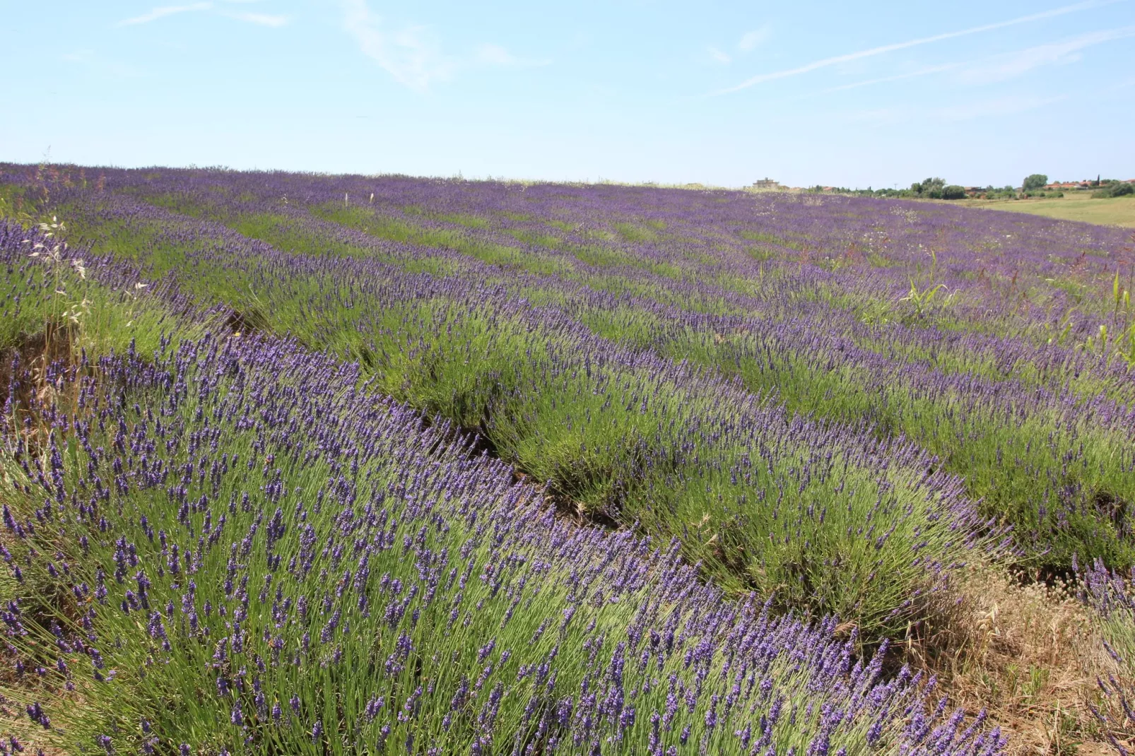 Ginestra-Tuinen zomer