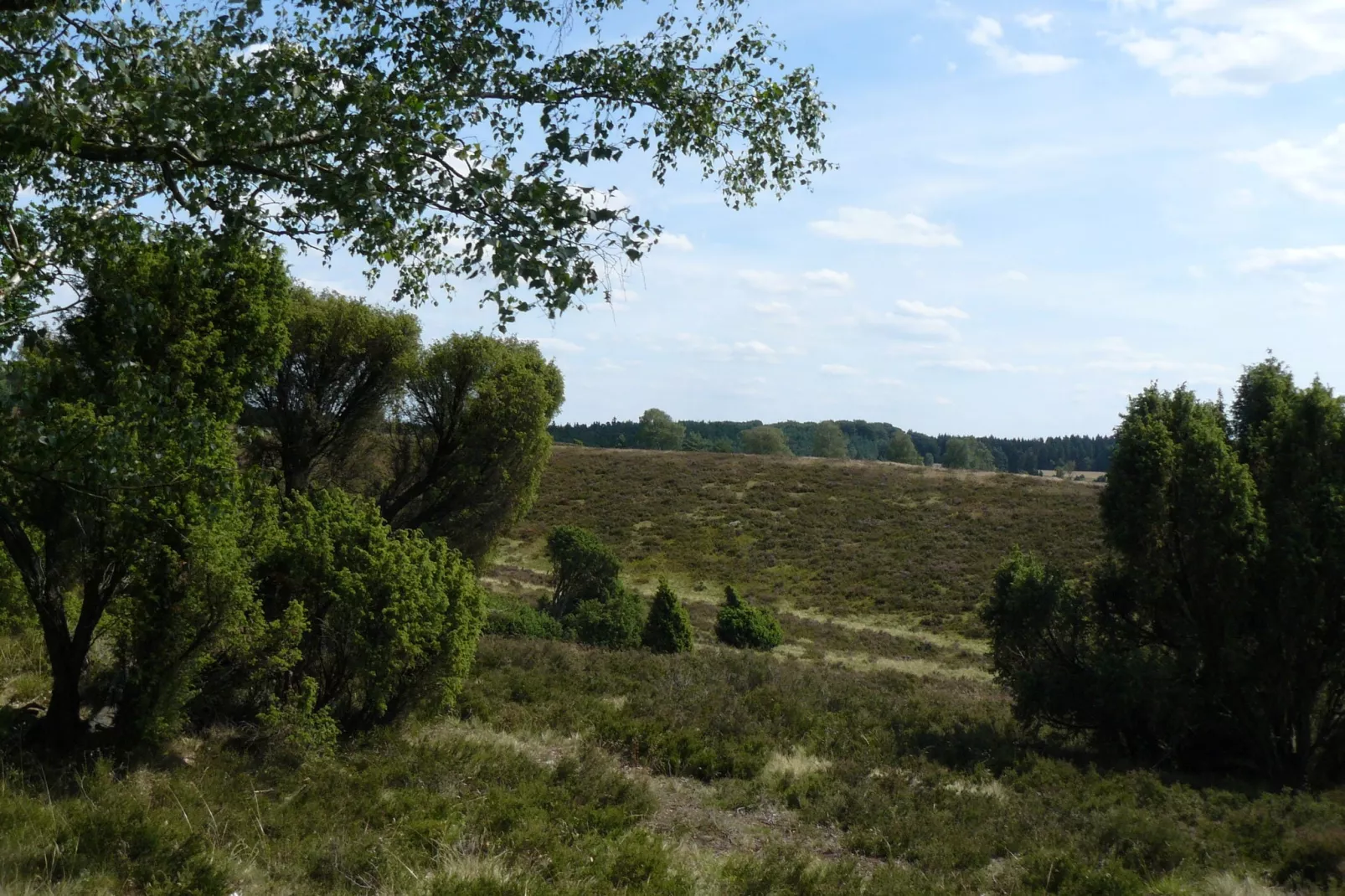 Ericaheidepark-Gebieden zomer 1km