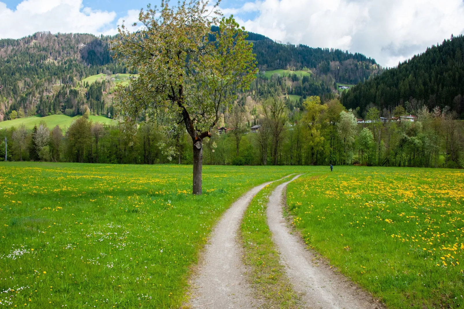 Residenz Edelalm Appartement 1-Gebieden zomer 1km